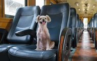 Defensoria Pública garante viagem de tutor e cadela de suporte emocional juntos em cabine de trem